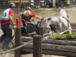 Startnummern-Leibchen bei den Deutschen Meisterschaften in der Pferdesport-Arena Schildau 2018